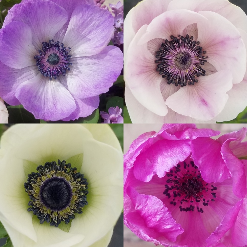 Meet your Posher, Patty